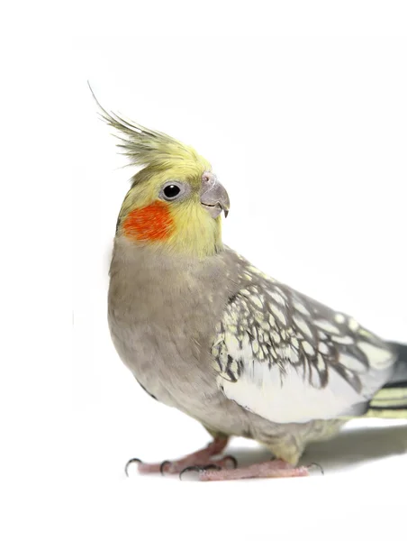 Είδος παπαγάλου cockatiel 4 ετών — Φωτογραφία Αρχείου