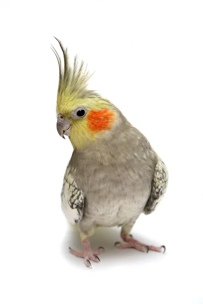 cockatiel muhabbet kuşu 4 yaşında