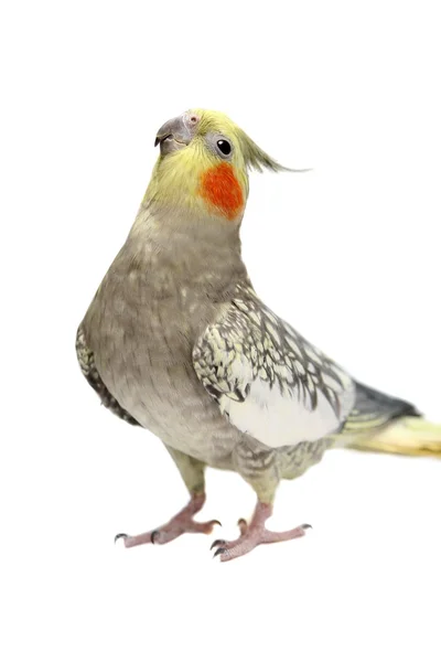 cockatiel muhabbet kuşu 4 yaşında