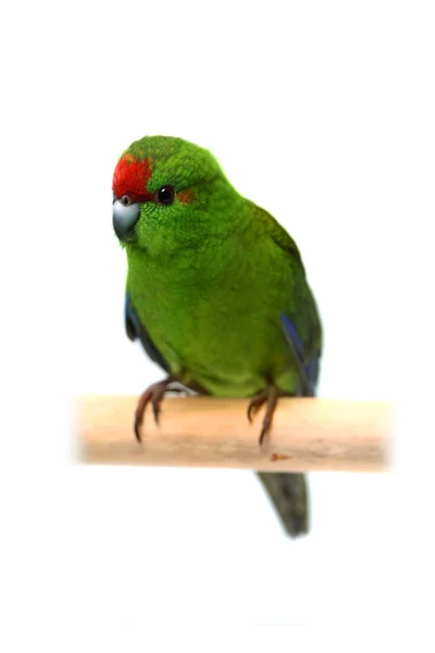 Red-fronted Kakariki parakeet on white — Stock Photo, Image