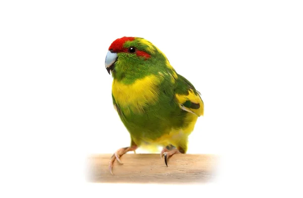 Red-fronted Kakariki parakeet on white — Stock Photo, Image