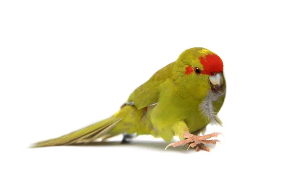 Red-fronted Kakariki parakeet on white — Stock Photo, Image