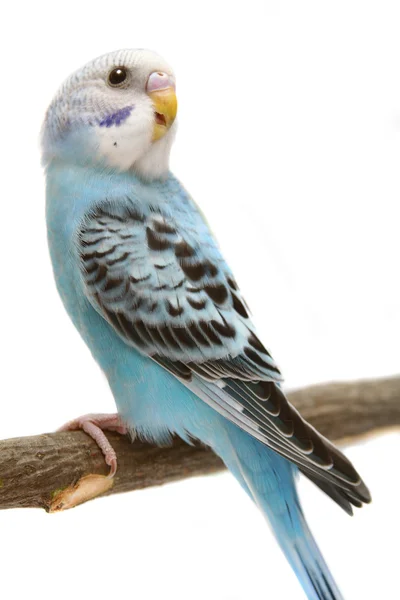 Budgie 1,5 mounths on white — Stock Photo, Image