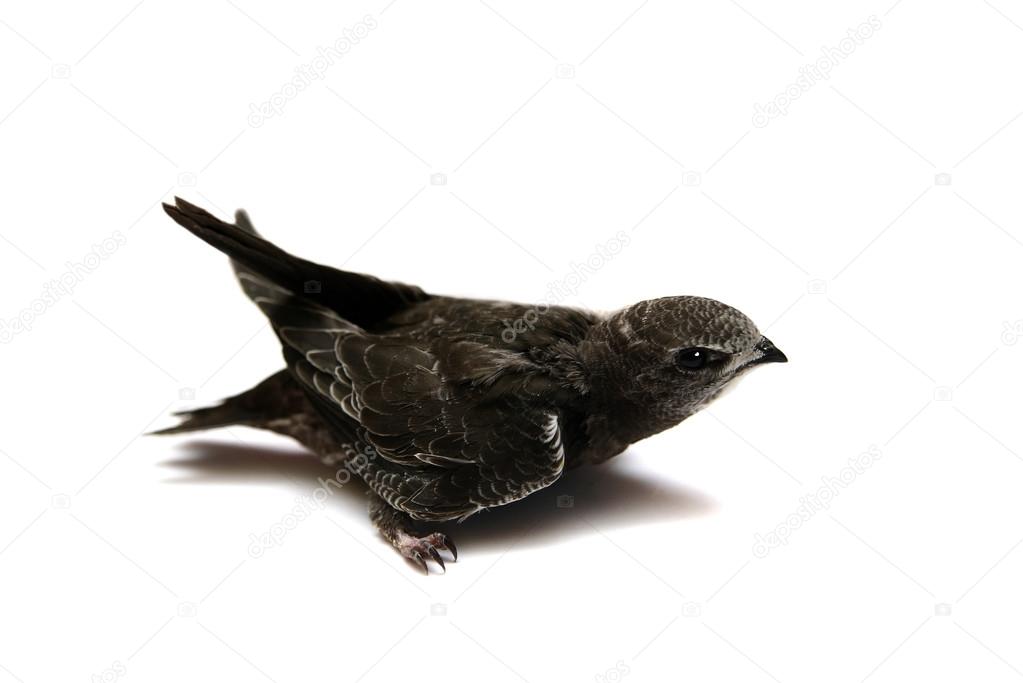 Sand Martin swallow on white