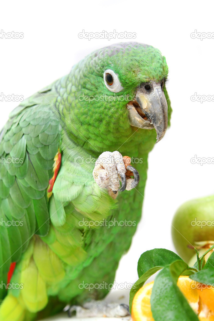 Mealy Amazon parrot eating on white