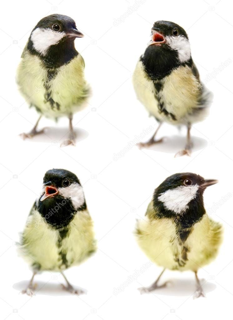 The female great tit set on white