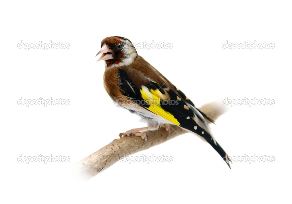 European goldfinch isolated on white
