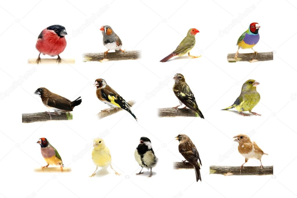 Group of small birds on white