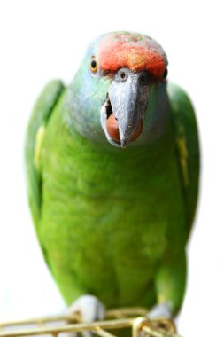 Flying festival Amazon parrot on white clipart