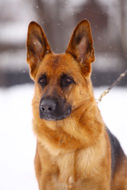 Alman çoban köpeği.