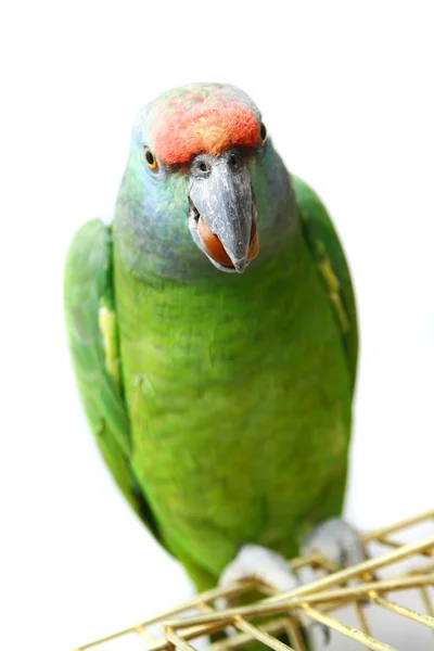 Flygande festival amazon papegoja på vit — Stockfoto