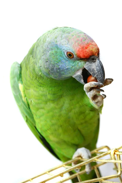 Festa del volo pappagallo amazzone su bianco — Foto Stock