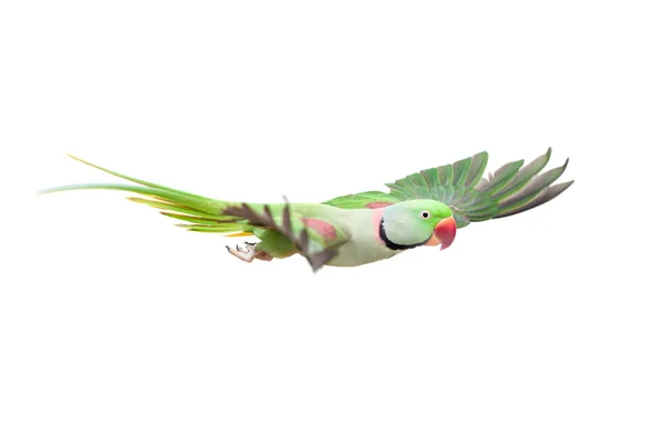 Nagy zöld gyűrűs vagy alexandrine papagáj, fehér — Stock Fotó