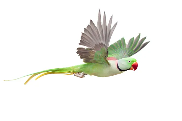 Big green ringed or Alexandrine parakeet on white — Stock Photo, Image