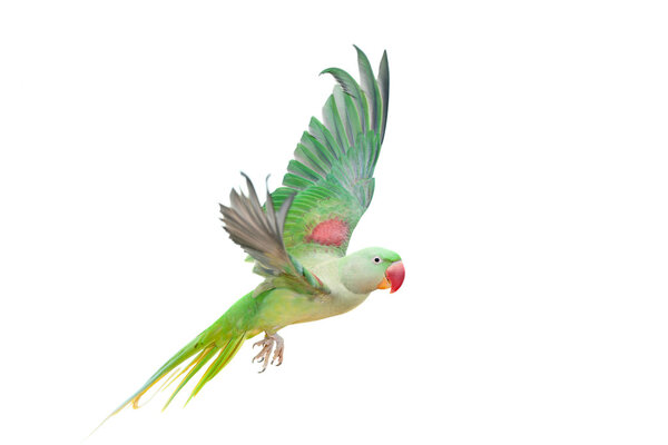 Big green ringed or Alexandrine parakeet on white