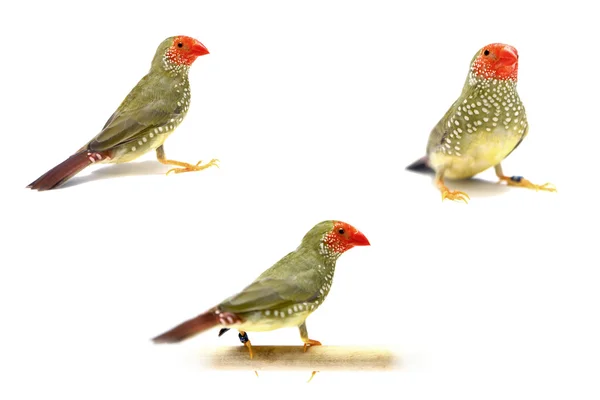 Star Finch on white background — Stock Photo, Image