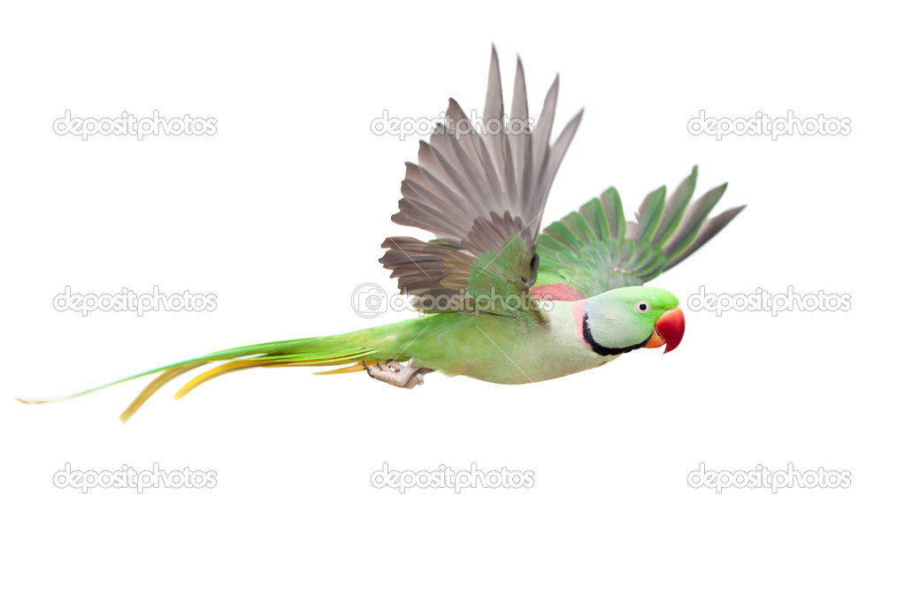 Big green ringed or Alexandrine parakeet on white