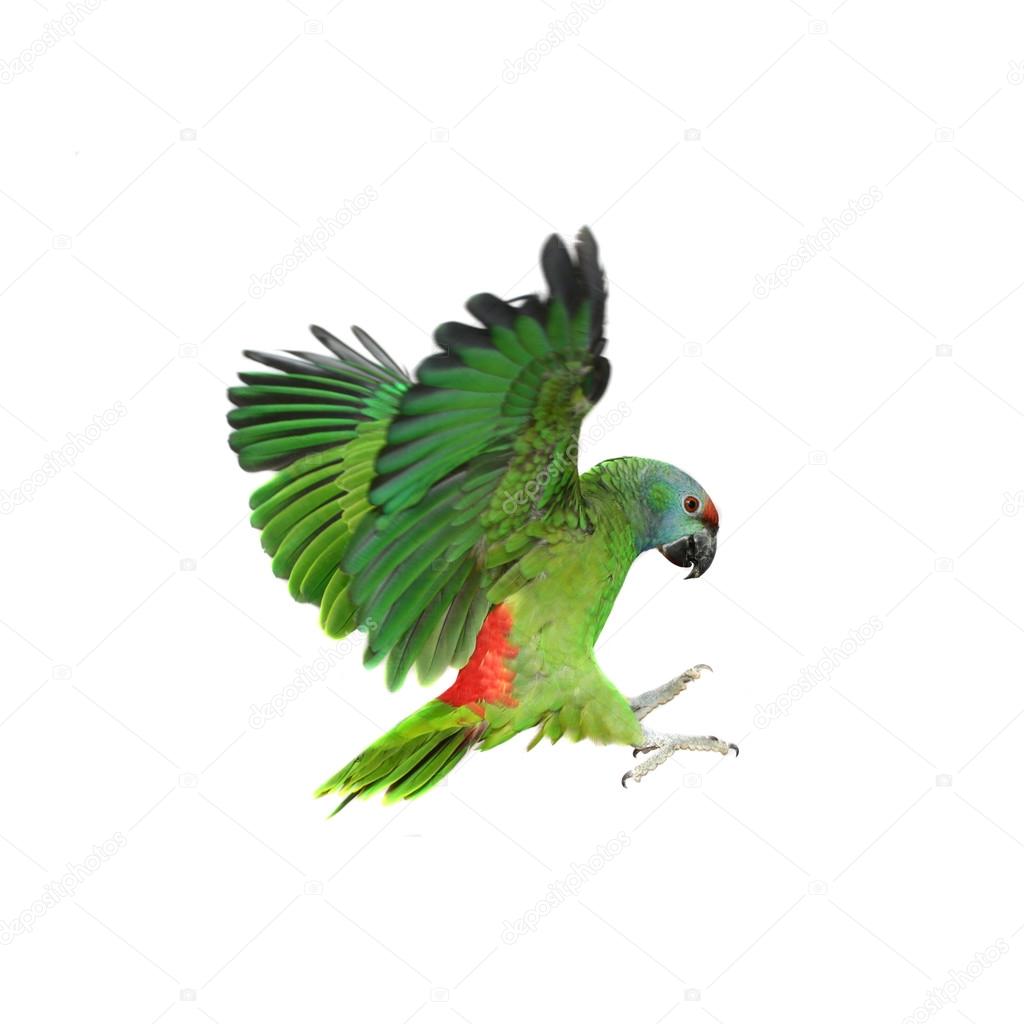 Flying festival Amazon parrot on white