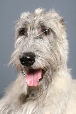 Irish Wolfhound on grey clipart
