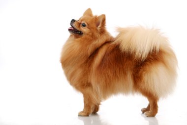 Beyaz spitz Pomeranian köpeği