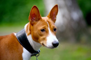 alçaklık-köpek çim
