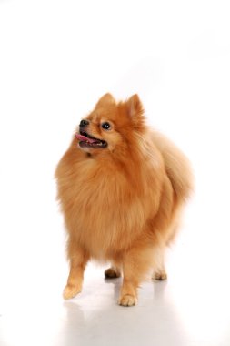 Beyaz spitz Pomeranian köpeği