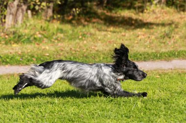 çalışan Rus spaniel