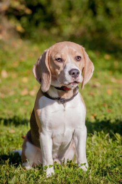 Beagle köpek yeşil çayır üzerinde