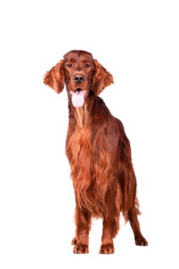 beyaz zemin üzerine İrlandalı red setter