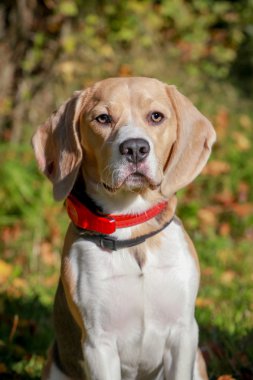 Beagle köpek yeşil çayır üzerinde