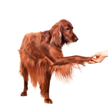 beyaz zemin üzerine İrlandalı red setter