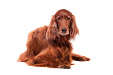 beyaz zemin üzerine İrlandalı red setter