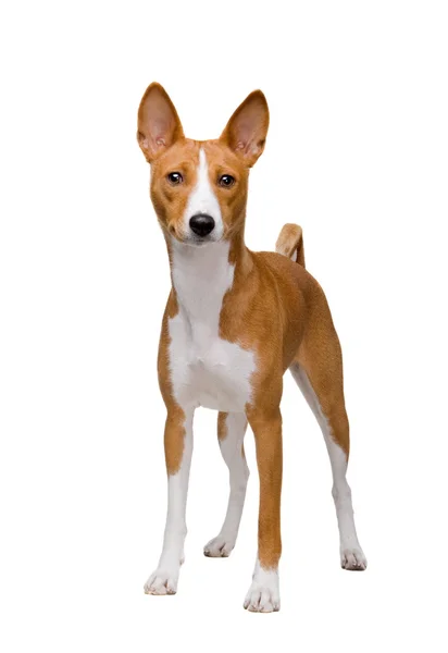 Basenji pes izolovaných na bílém — Stock fotografie