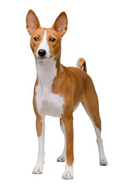 Basenji dog isolated on white