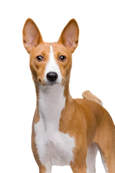 Basenji hund isolerad på vit — Stockfoto