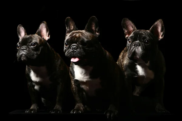 Three french bulldogs on black. — Stock Photo, Image