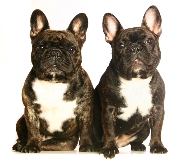 Two French Bulldogs puppies, 8 weeks old, in front of white background