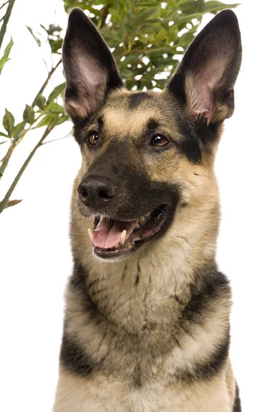 O cão do Leste Europeu em branco — Fotografia de Stock