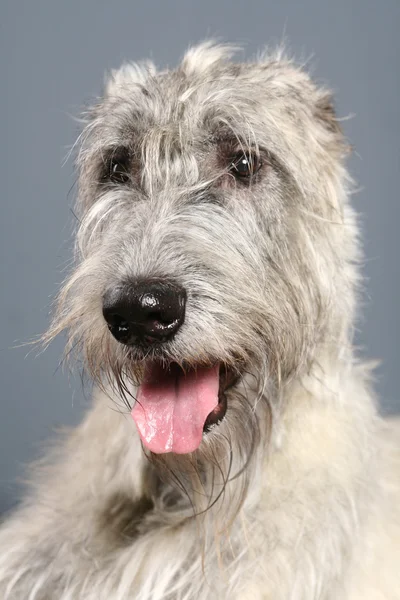 Wolfhound irlandés en gris —  Fotos de Stock