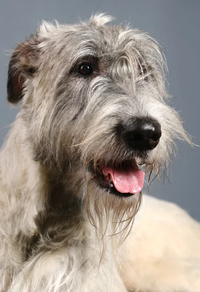 Irish Wolfhound on grey — Stock Photo, Image