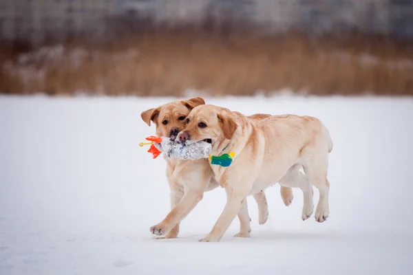 Labrador retriever-mère et son chiot — Photo