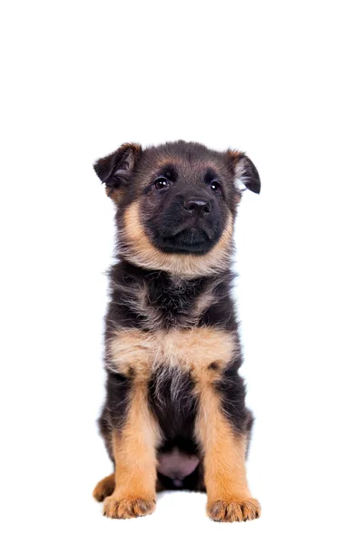 German shepherd puppy — Stock Photo, Image