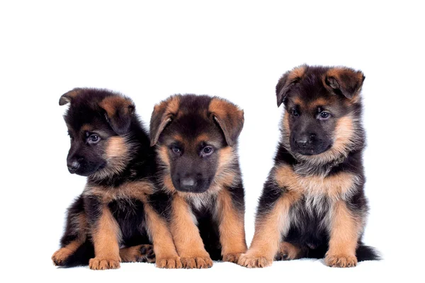 Drei Schäferhunde Welpen — Stockfoto