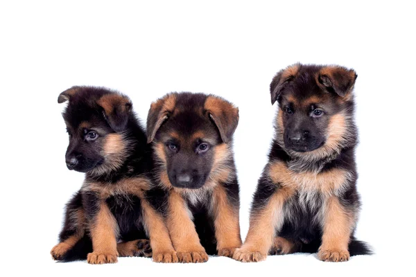 Three German shepherd puppies — Stock Photo, Image