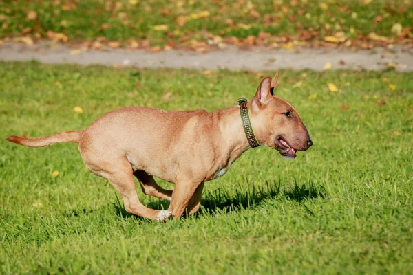 Correndo Inglês miniatura touro terrier — Fotografia de Stock