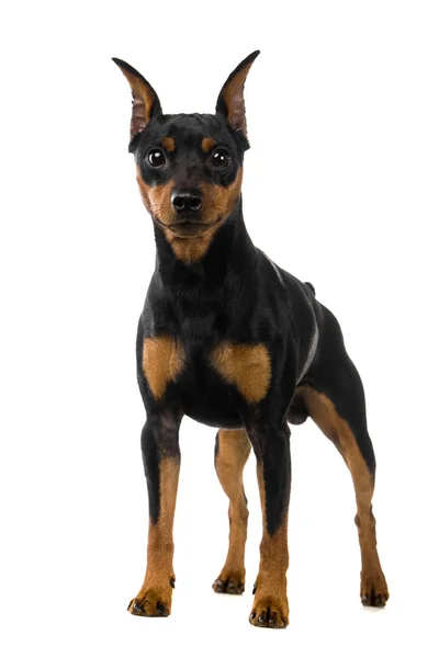 Dwarfish pinscher costs on white — Stock Photo, Image