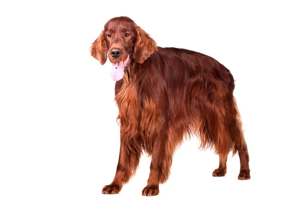 Irish Red Setter su sfondo bianco — Foto Stock