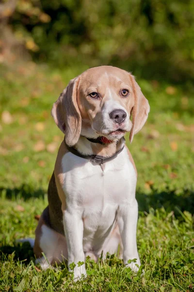 Cão beagle no prado verde — Fotografia de Stock