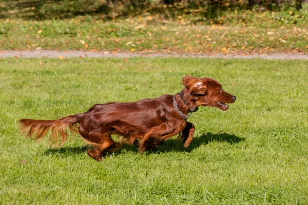 Setter irlandés corriendo —  Fotos de Stock