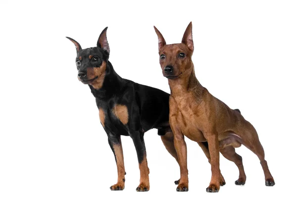 Twee Gemeenschap Pinscher op wit — Stockfoto